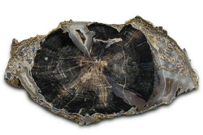 Petrified Wood (Schinoxylon) Limb Round - Blue Forest, Wyoming #371138
